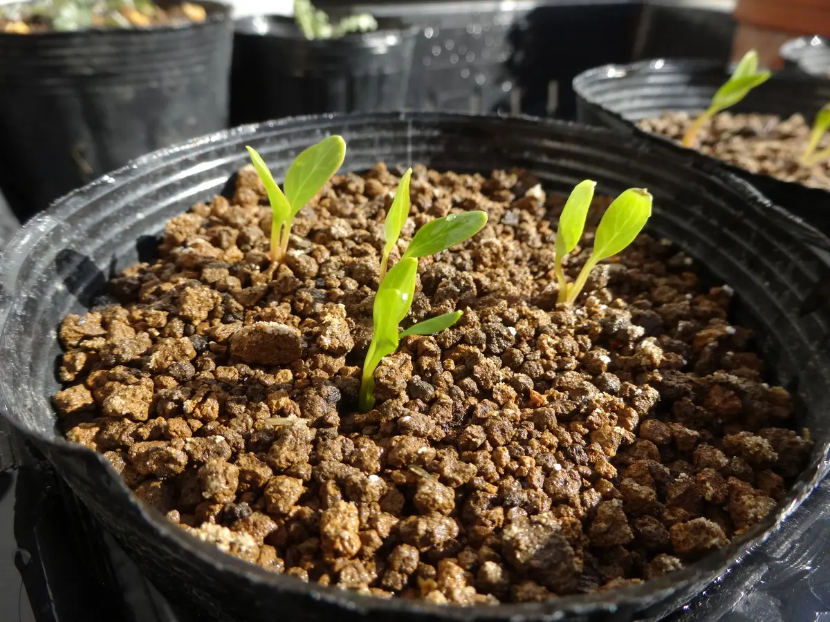 ペコ様専用 クリスマスローズ 【公式通販】