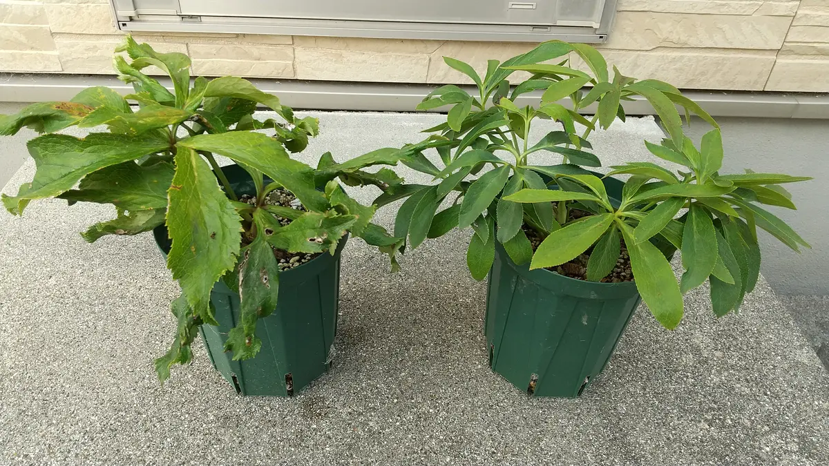 クリスマスローズ✨小苗から育てる｜そだレポ（栽培レポート）byもず