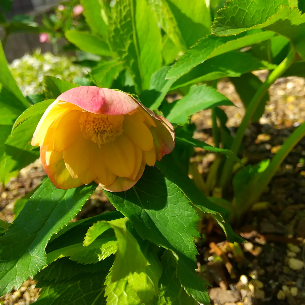 クリスマスローズ イエローアプリコット、ミスティローズなど クリスマスローズ イエローアプリコット、ミスティローズなど