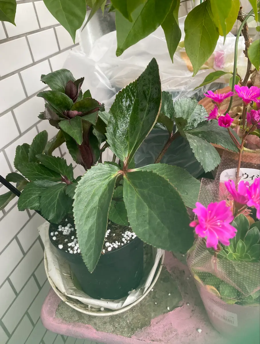 Amazon.co.jp: ITANSE クリスマスローズ 氷の薔薇