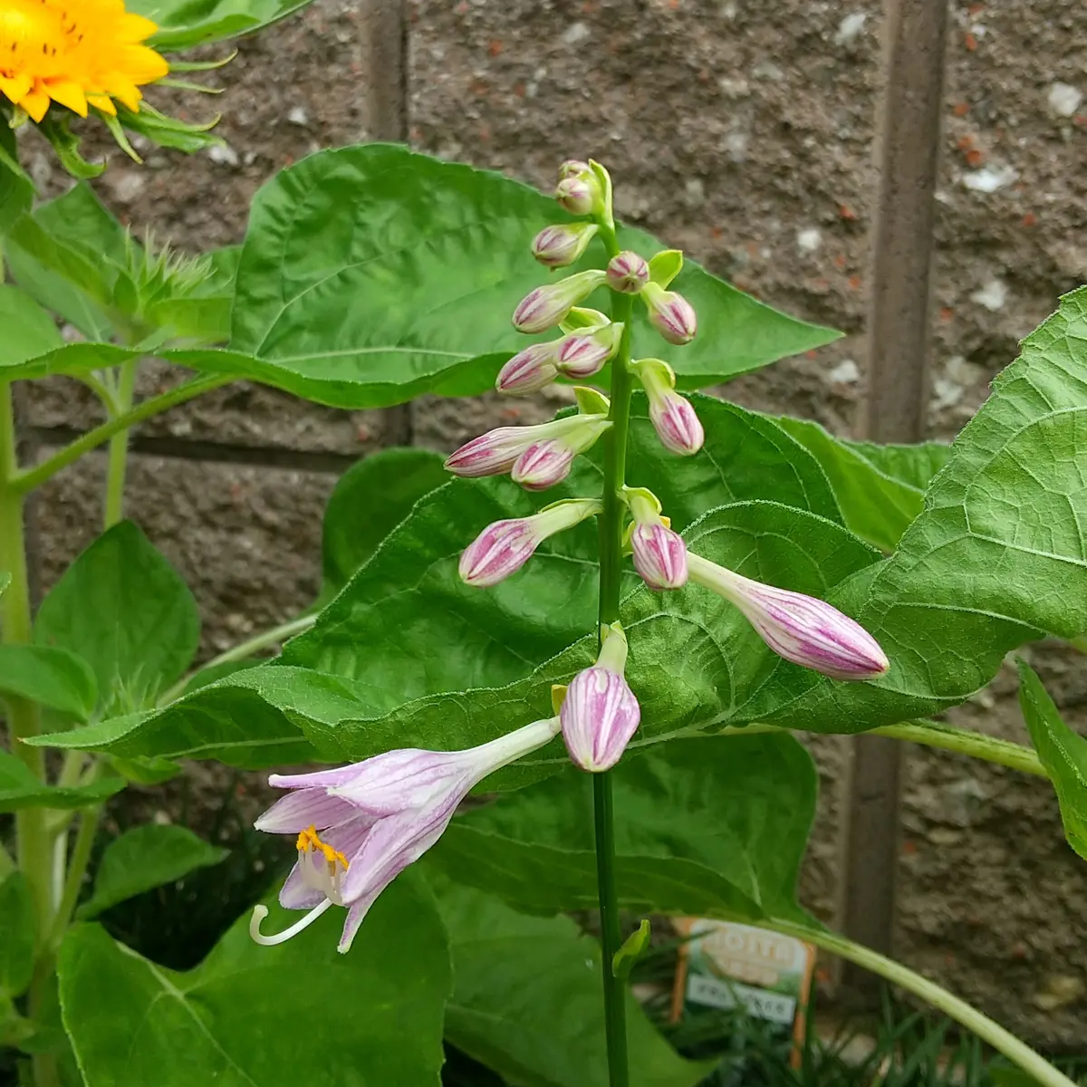苗 【2】中型種 ギボウシ / ホスタ グランドマーキー 1芽