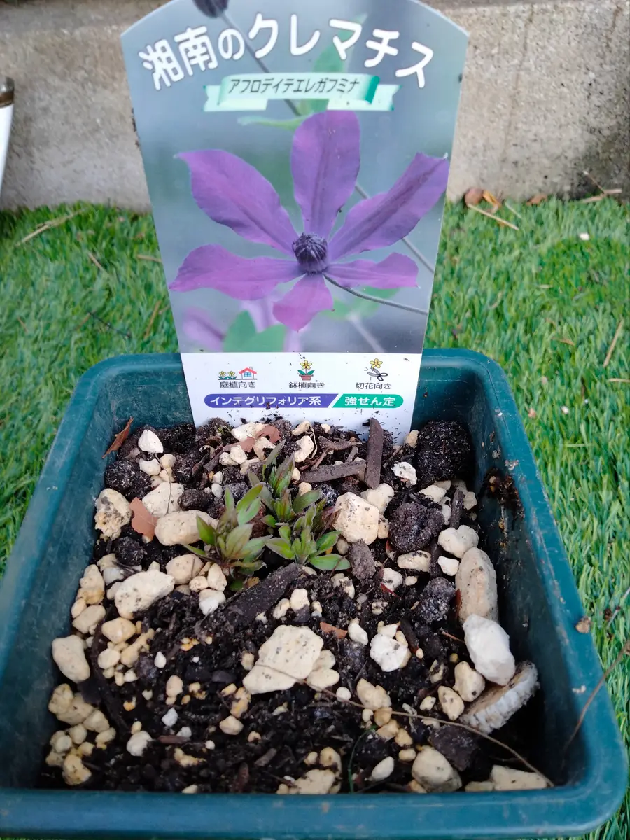 クレマチス アフロディーテ・エレガフミナ 約55㌢インテグリフォリア系 宅急便 クレマチス アフロディーテ・エレガフミナ 約55㌢インテグリフォリア系