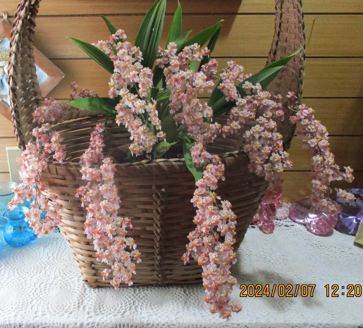 2024年ピンク・オンシジューム・ツインクルフレグランスファンタジー  