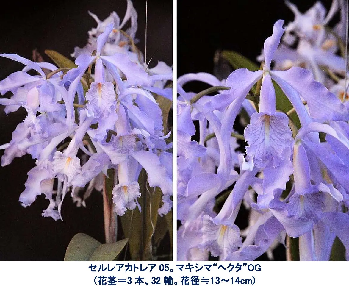 セルレアカトレア。憧れ抱くも輝く新星現れず生存漸減「期待と失望の