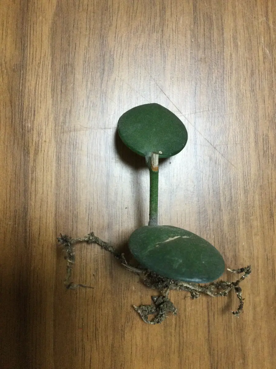 ドラムテーブル　スナップオン ドラムテーブルスナップオン