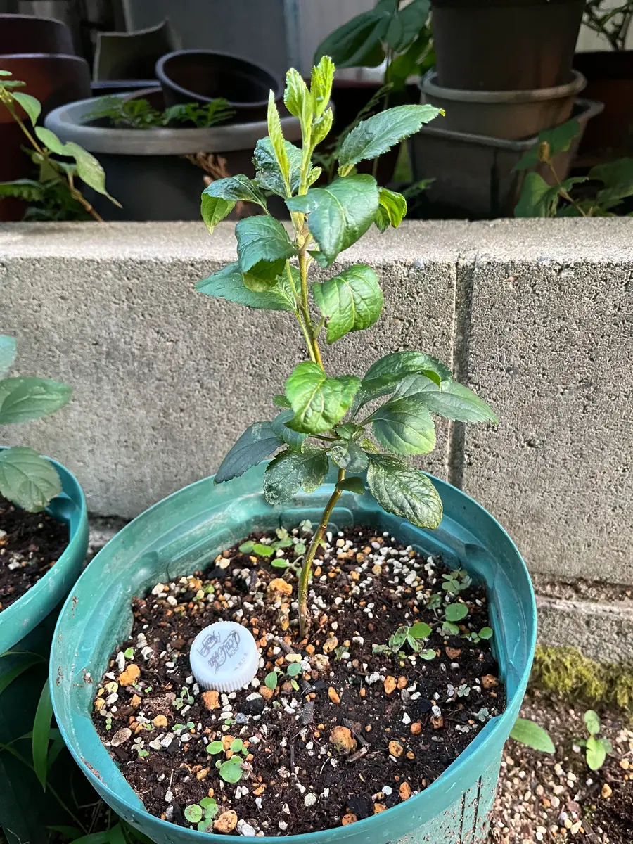 からたち（枳殻）の苗木　農薬不使用　実生苗　2０0本セット からたち（枳殻）の苗木 農薬不使用 実生苗 200本セット からたち