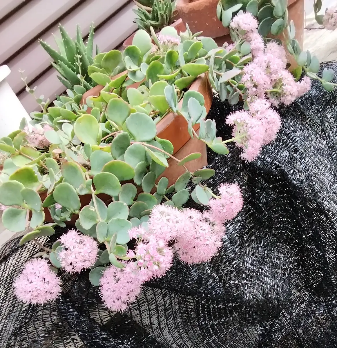 ６月いっぱい♡赤葉日高ミセバヤ カット苗 多肉植物 0_73392bdc9c8017fdd8ab177bf85b