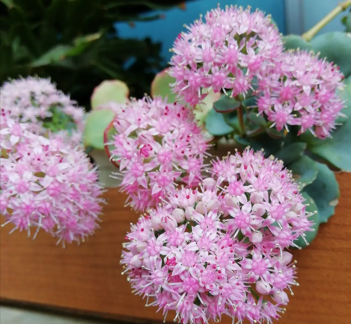 ミセバヤを鉢いっぱい咲かせたい。｜そだレポ（栽培レポート）by三日月