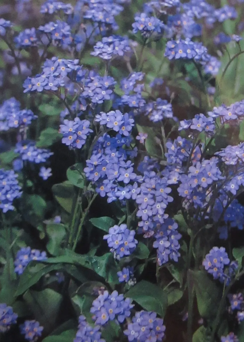 もう一度咲かせたい・・・｜そだレポ（栽培レポート）by花だより