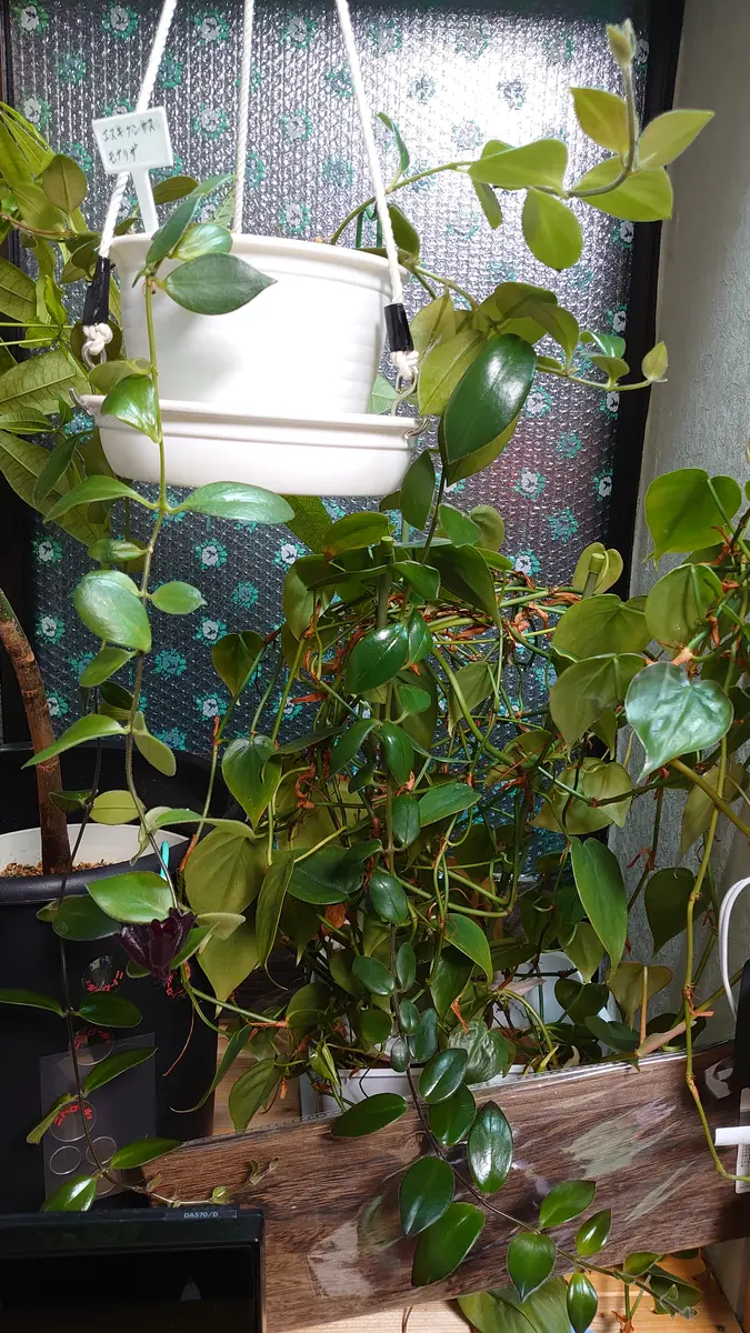 初めてのエスキナンサス モナリザの葉挿し｜そだレポ（栽培レポート  