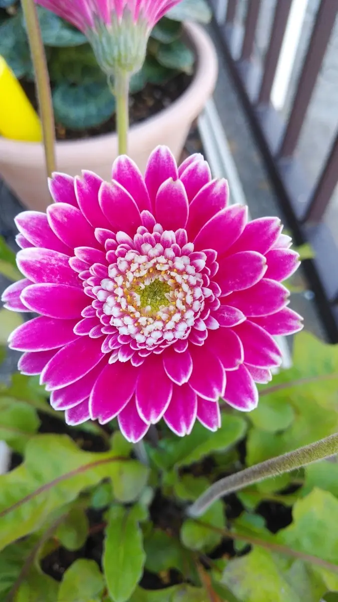 ガーベラガルビネア八重咲ピンク　　宿根草　② 宿根ガーベラ・ガルビネアスイート フェスティバル| 種・苗