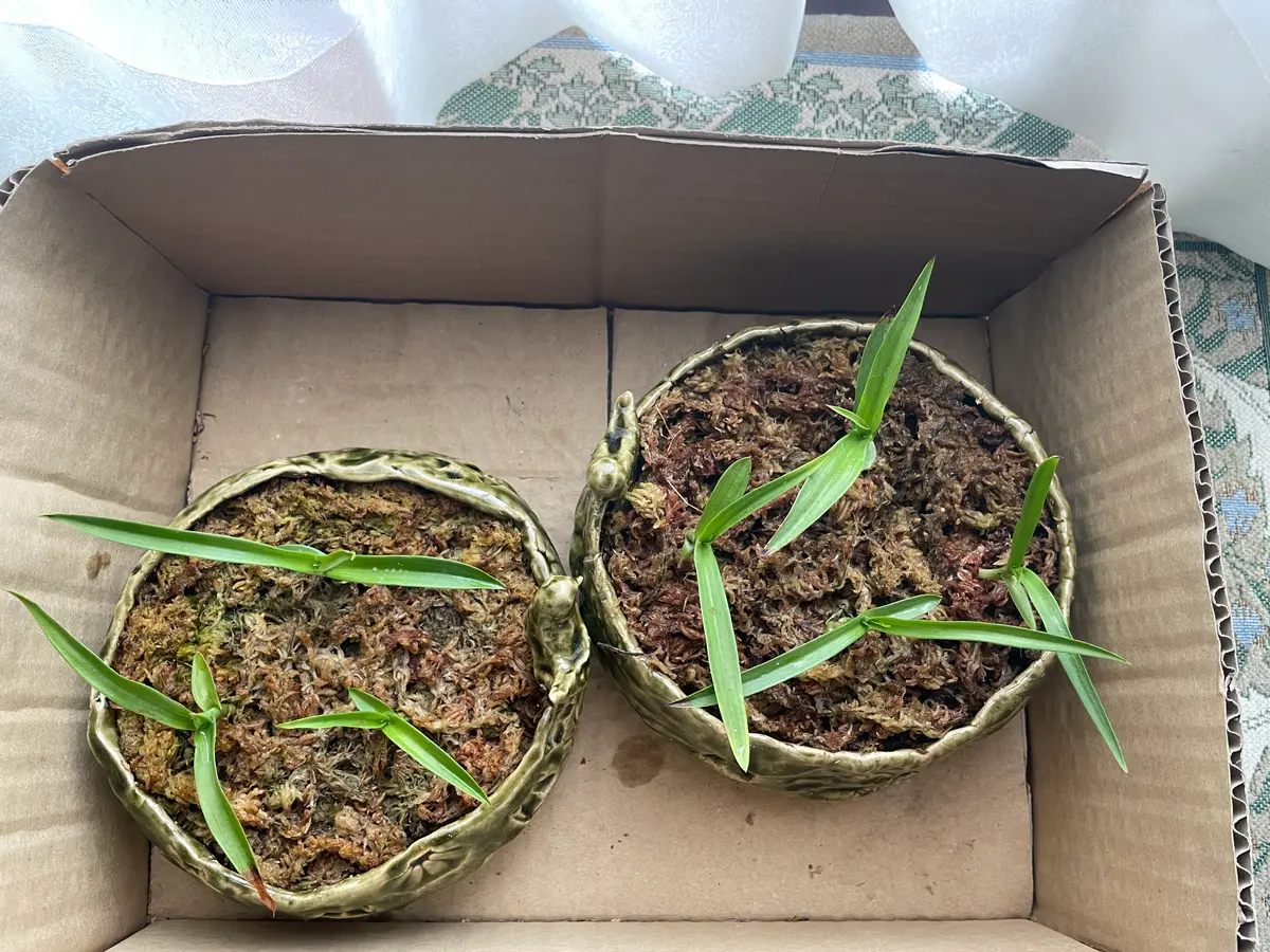 Q&Aで極浅鉢の用途を相談した結果、サギソウを球根から育てる｜そ