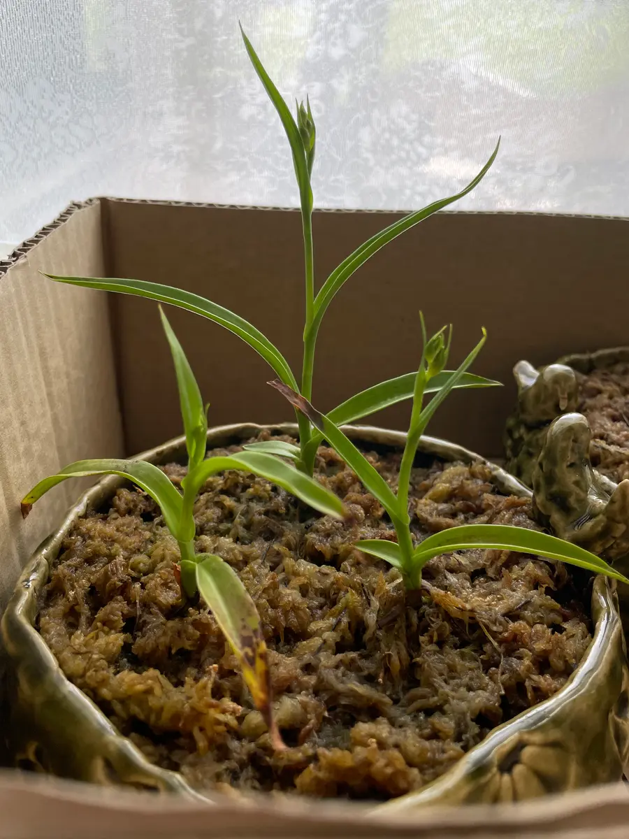 Q&Aで極浅鉢の用途を相談した結果、サギソウを球根から育てる｜そ