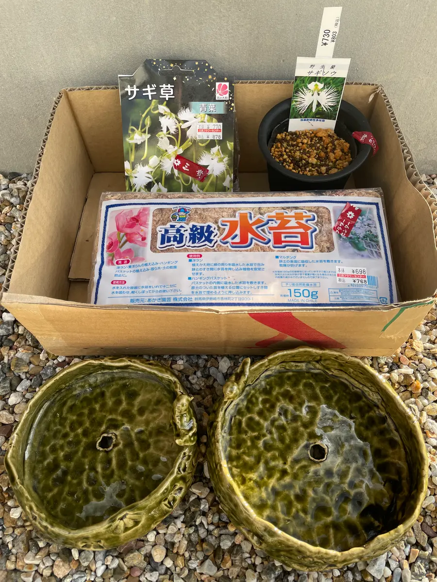 Q&Aで極浅鉢の用途を相談した結果、サギソウを球根から育てる｜そ