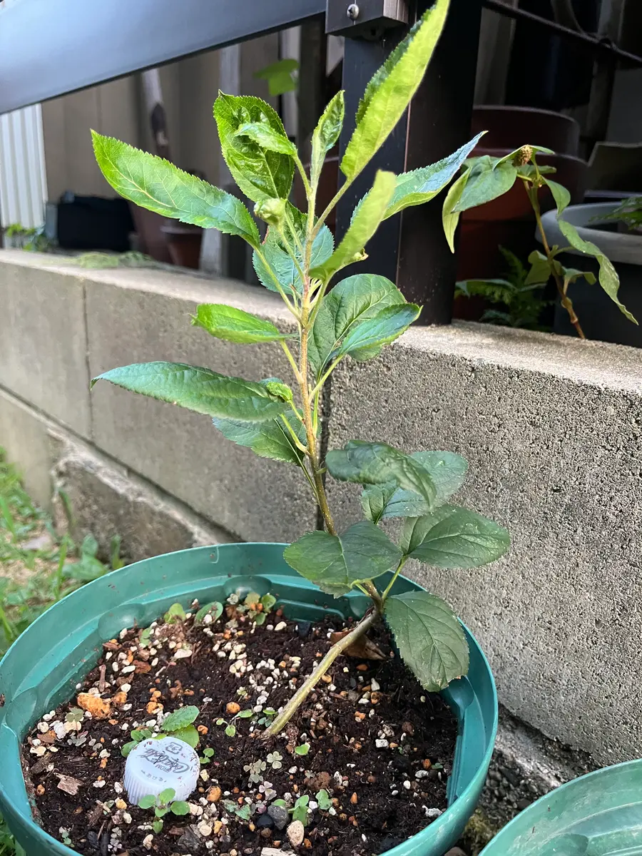 リンゴ④(トキ)｜そだレポ（栽培レポート）byケーナ｜みんなの趣味の園芸