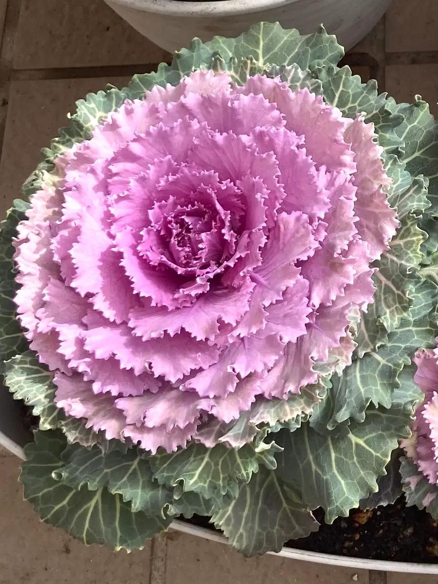 葉ボタンさん専用 8-23 寄せ植えギャザリング ハボタンリース