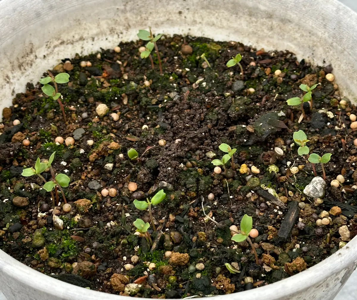 本ケヤキ　実生40年 ケヤキ☆欅 自然実生苗 2苗 盆栽 ❤︎ポット入り