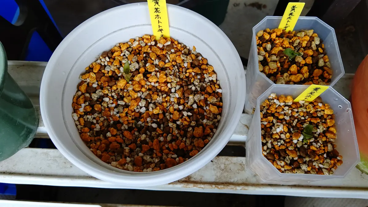 黄花ホトトギス2年目（2024年植え替え～休眠株までの予定）｜そだレポ