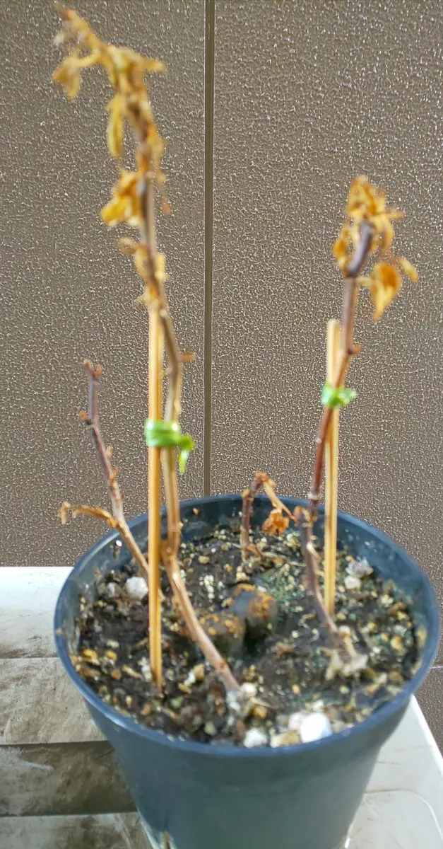 スーパーで超激安198円で、1輪咲き鉢植え薔薇が売ってたから、人生