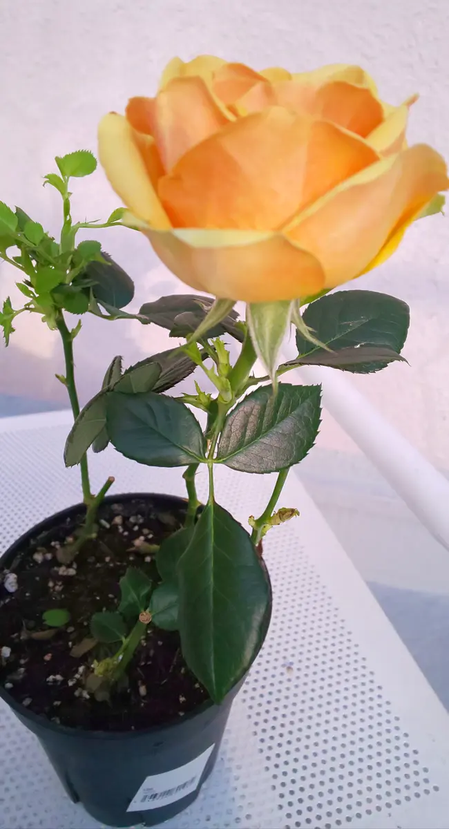 バラ売りで2冊、1200円。コメント下さい。この商品は購入禁止です Amazon.co.jp: 王立魔法学園の最下生 ~貧困街上がりの最強魔法師、貴族