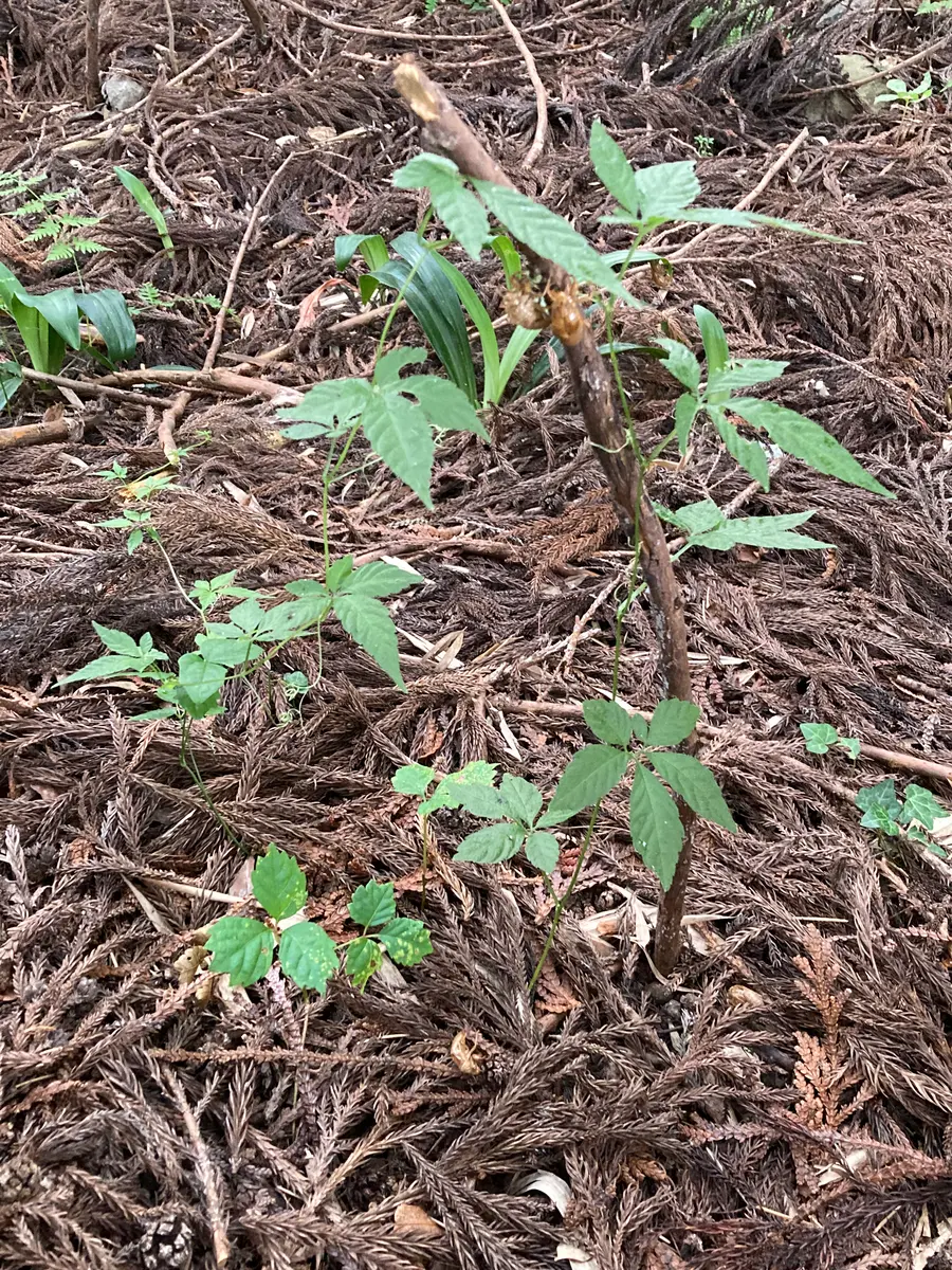 移植したアマチャヅルを育てて煎じて飲むまでやる｜そだレポ（栽培