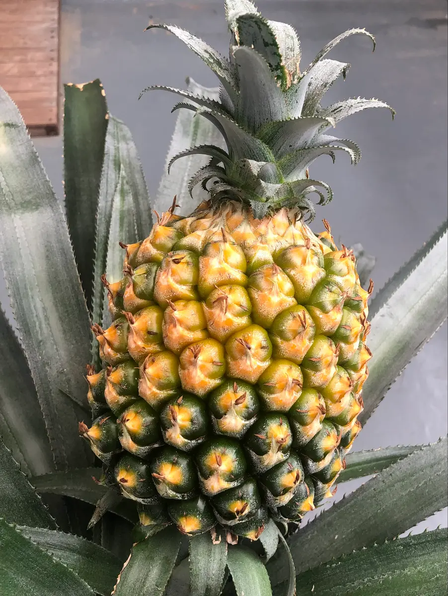 アボカドパイナップルページ スナックパインのリボベジに挑戦｜そだレポ（栽培レポート）by♡小さな