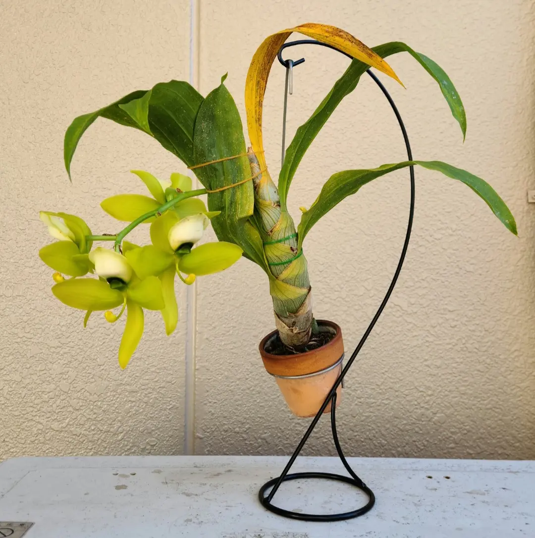 タケノコ蘭 シクノチェス属に初挑戦｜そだレポ（栽培レポート）bypf_ta