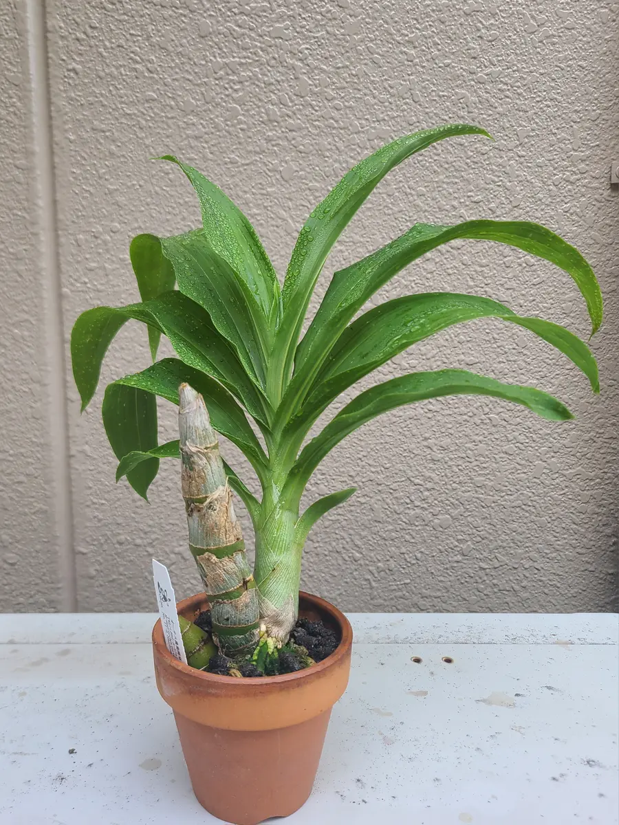 タケノコ蘭 シクノチェス属に初挑戦｜そだレポ（栽培レポート）bypf_ta