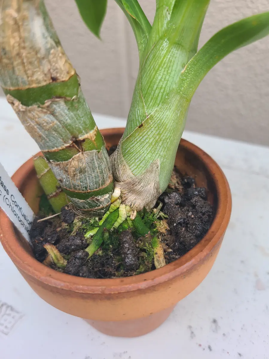 タケノコ蘭 シクノチェス属に初挑戦｜そだレポ（栽培レポート）bypf_ta