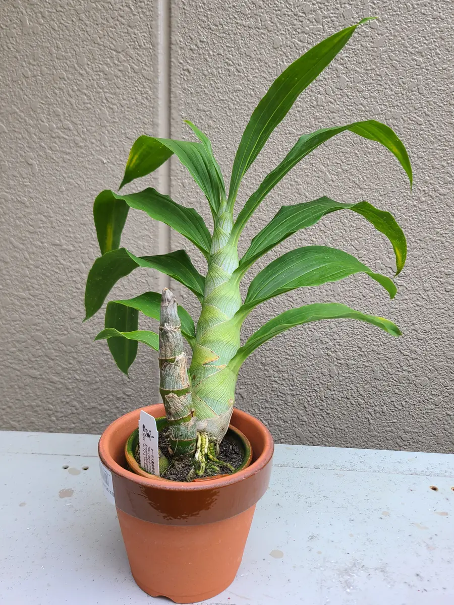 タケノコ蘭 シクノチェス属に初挑戦｜そだレポ（栽培レポート）bypf_ta