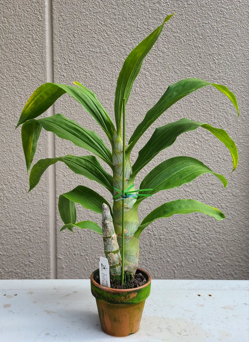 タケノコ蘭 シクノチェス属に初挑戦｜そだレポ（栽培レポート）bypf_ta