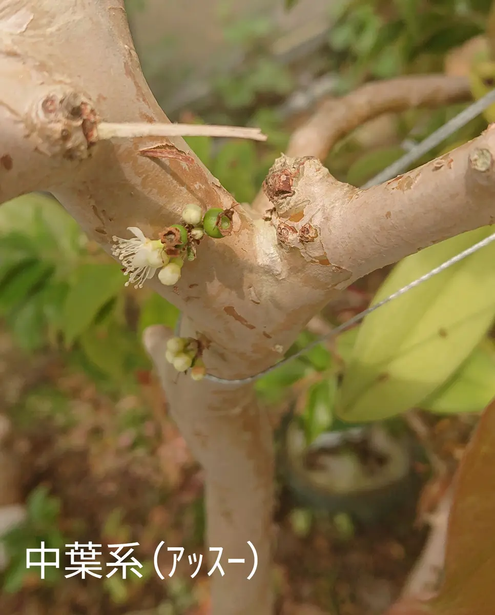 ジャボチカバ栽培兎兎88｜そだレポ（栽培レポート）by兎兎88｜みんなの