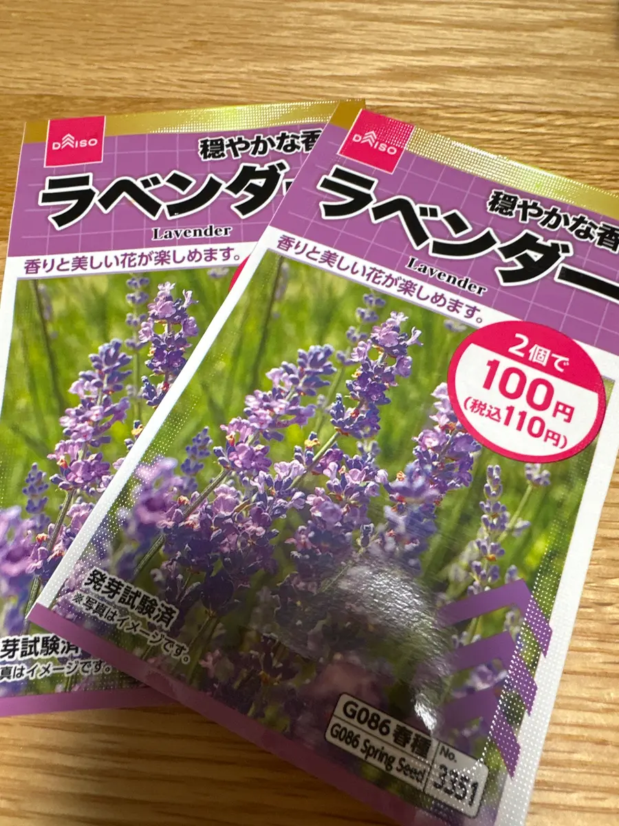 ダイソーの種からラベンダーを育てる｜そだレポ（栽培レポート