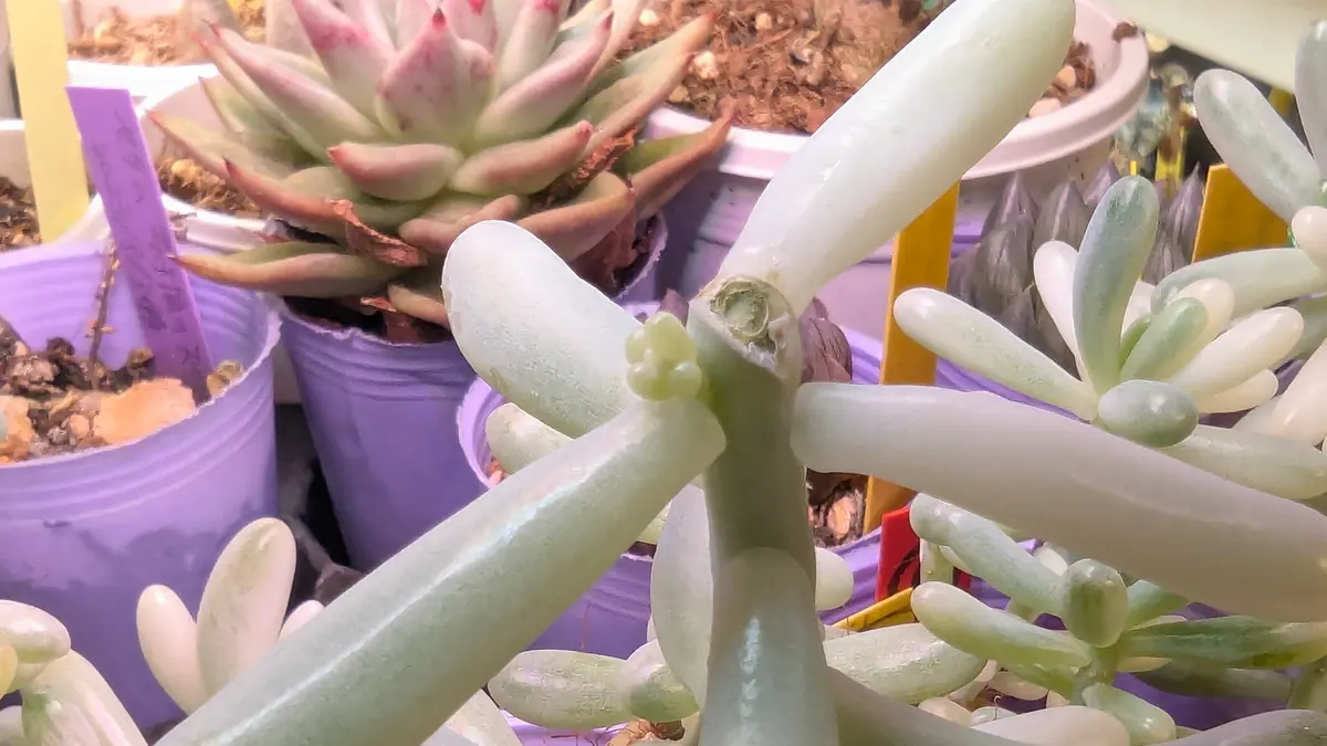 お纏め　多肉植物　乙女心錦　抜き苗 お纏め 多肉植物 乙女心錦 抜き苗