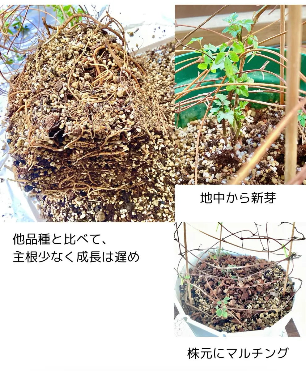 新品種クレマチス「風の方位」を病気に強い方法で育てる｜そだレポ
