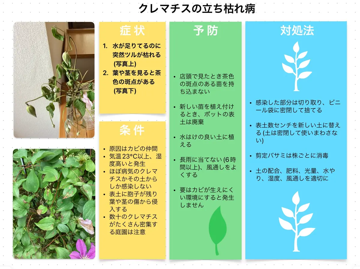 新品種クレマチス「風の方位」を病気に強い方法で育てる｜そだレポ