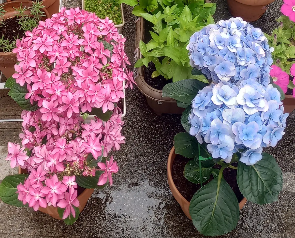 紫陽花 