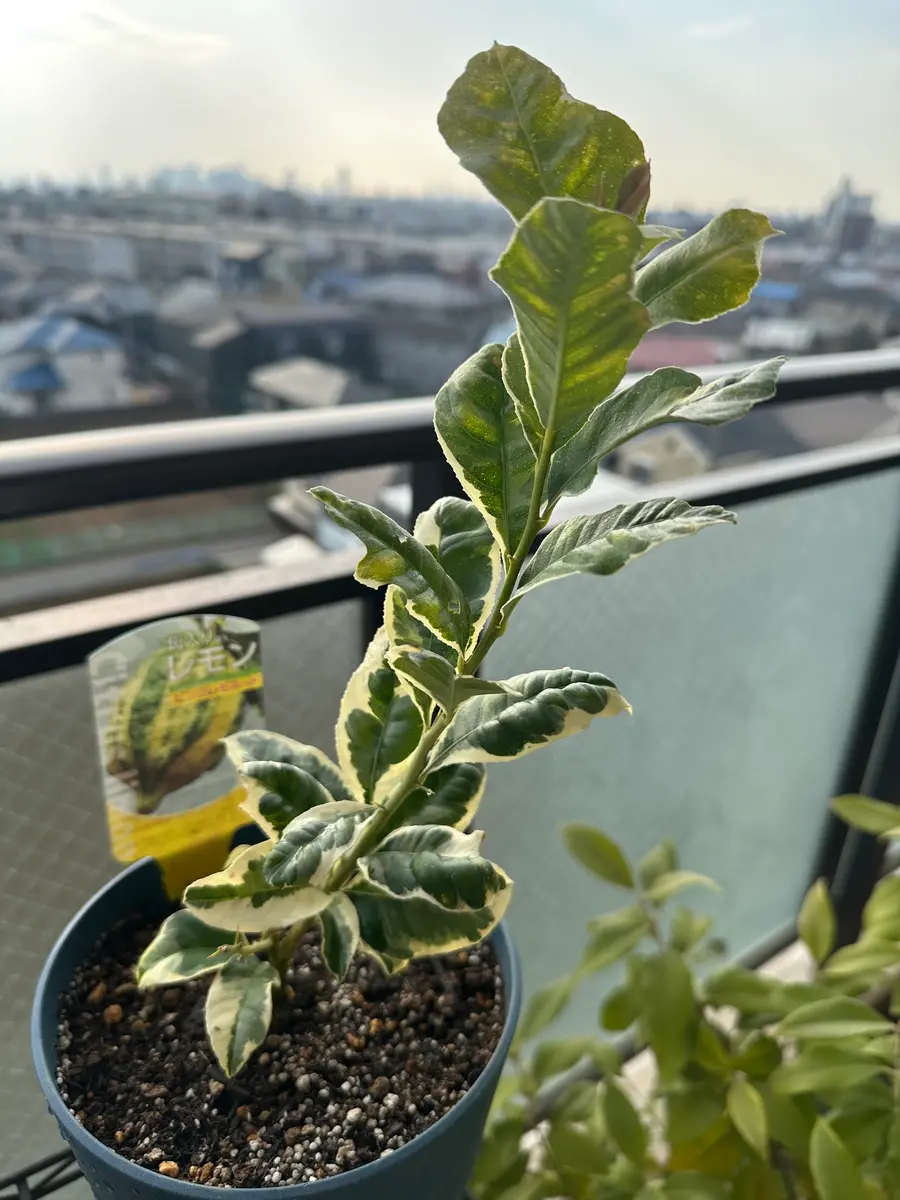 ピンクレモネード レモン高さ約1.1メートル 斑入りレモン ピンク