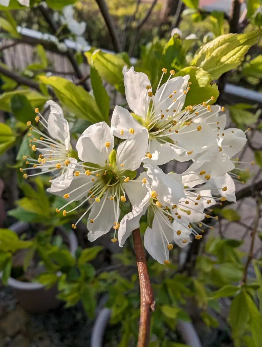 品種不明の植物｜そだレポ（栽培レポート）bykamille｜みんなの趣味の園芸 