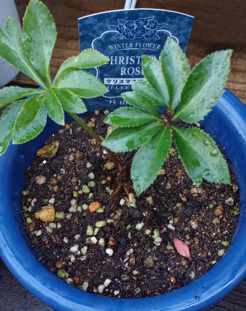 クリスマスローズ勉強中｜そだレポ（栽培レポート）byreasa｜みんなの
