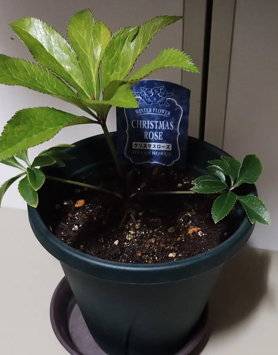 クリスマスローズ勉強中｜そだレポ（栽培レポート）byreasa｜みんなの