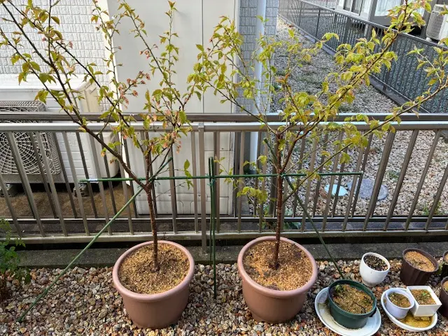 🍒さくらんぼ🌸ブランブラン🐇｜そだレポ（栽培レポート）byしー