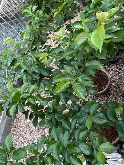 🍒さくらんぼ🌸ブランブラン🐇｜そだレポ（栽培レポート）byしー