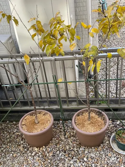 🍒さくらんぼ🌸ブランブラン🐇｜そだレポ（栽培レポート）byしー