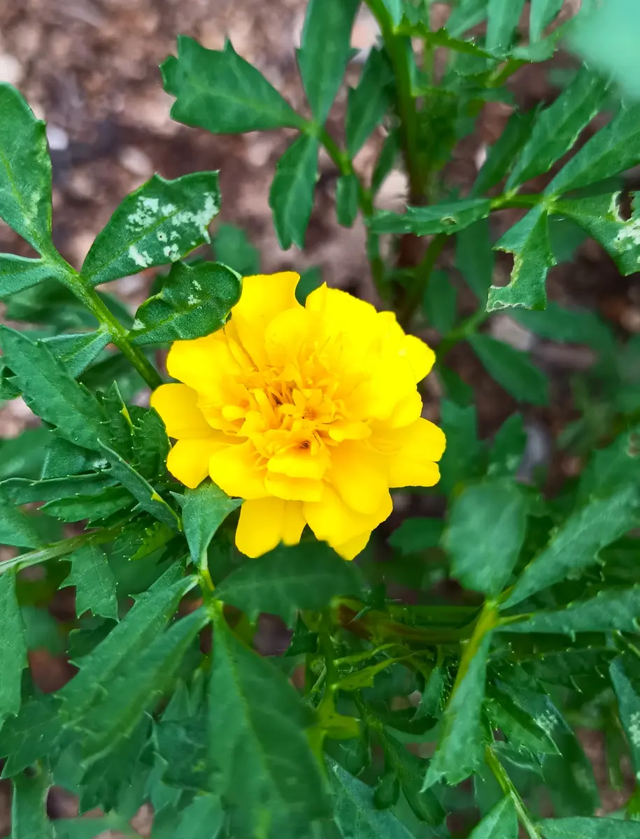オレンジフレンチマリーゴールドの種(自然栽培) オレンジフレンチ