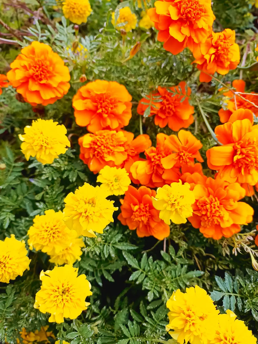 オレンジフレンチマリーゴールドの種(自然栽培) オレンジフレンチマリーゴールドの種(自然栽培) 【公式通販】