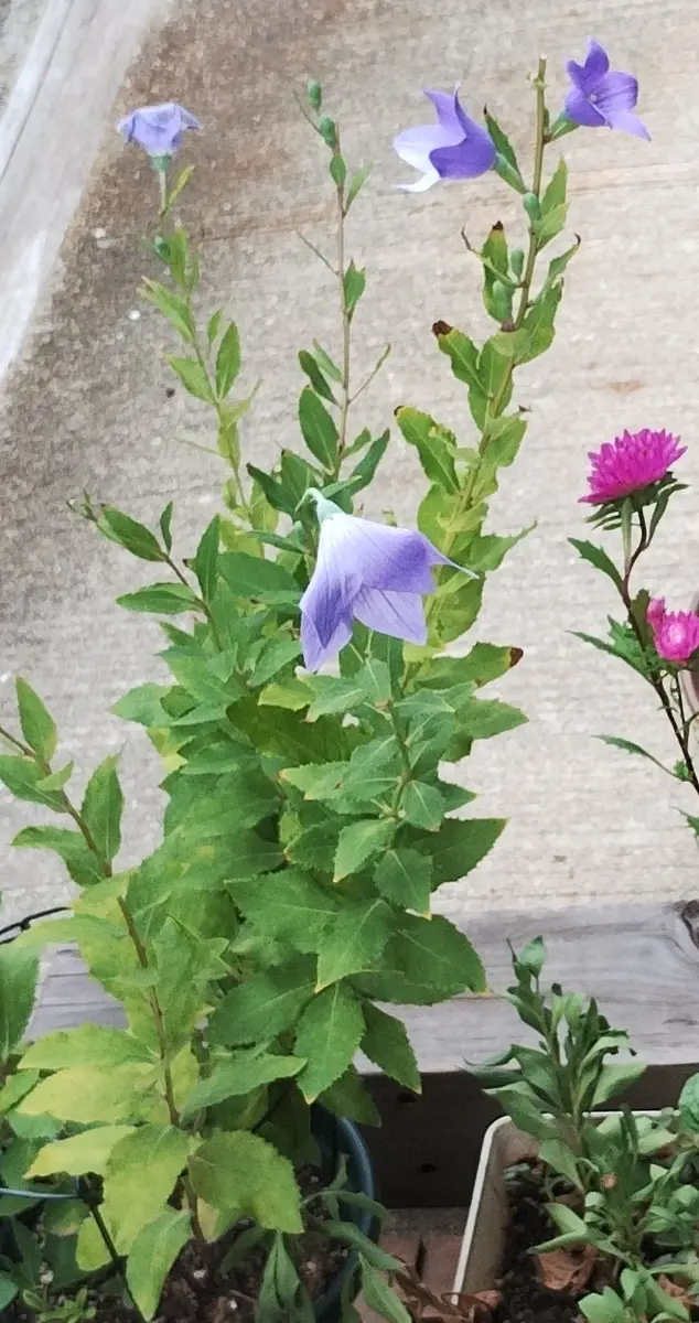 桔梗 紫色咲いたら嬉しい｜そだレポ（栽培レポート）byreasa｜みんなの