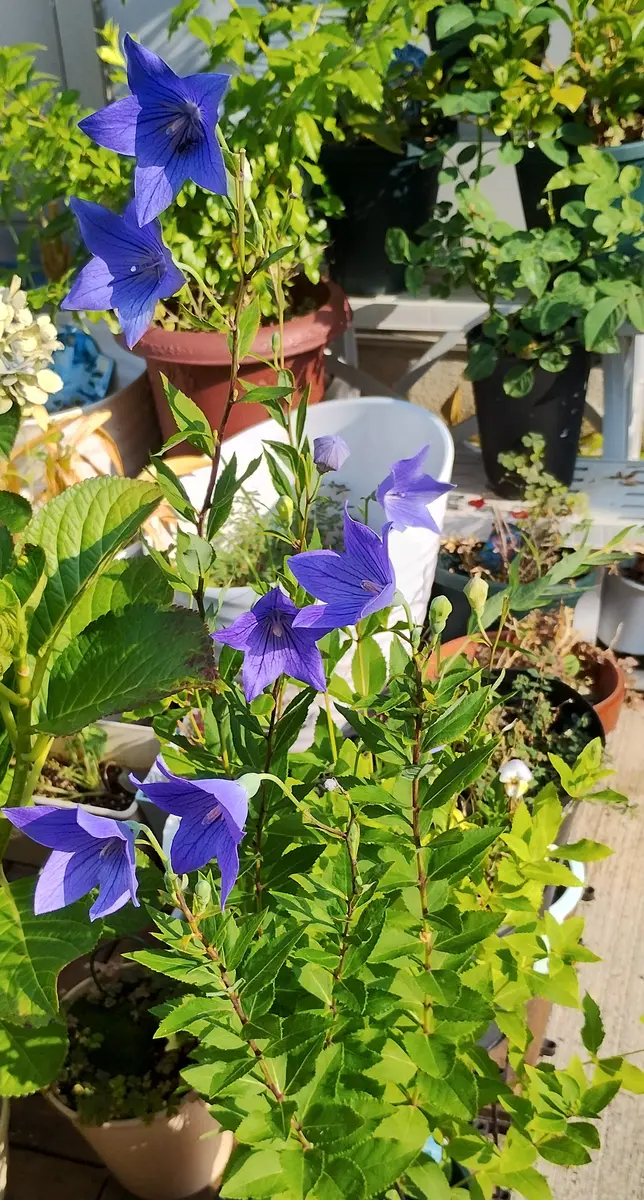 桔梗 紫色咲いたら嬉しい｜そだレポ（栽培レポート）byreasa｜みんなの