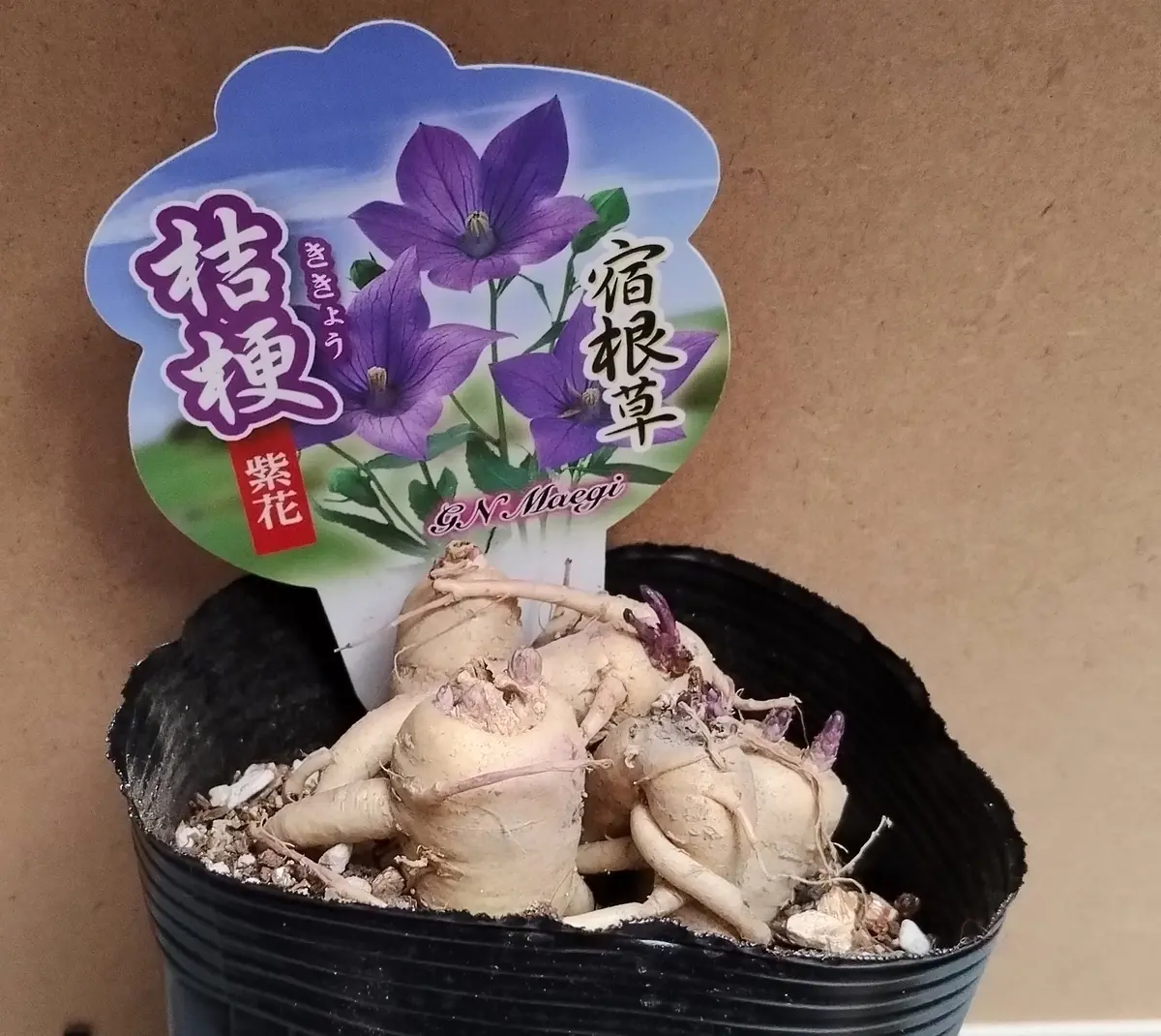 桔梗 紫色咲いたら嬉しい｜そだレポ（栽培レポート）byreasa｜みんなの