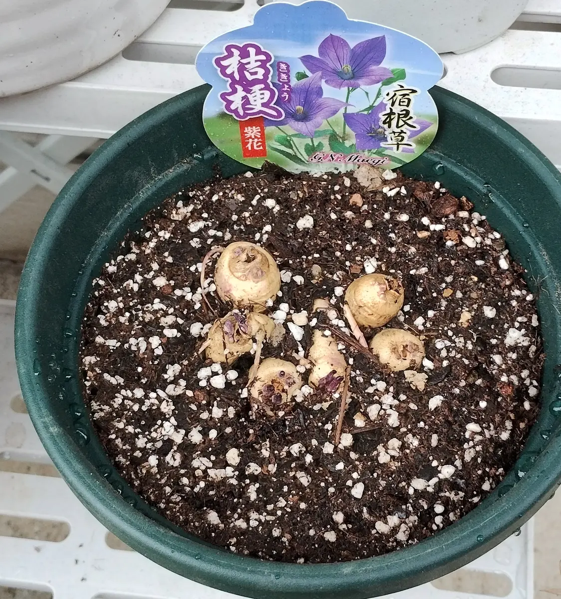 桔梗 紫色咲いたら嬉しい｜そだレポ（栽培レポート）byreasa｜みんなの